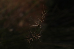 Aristida caput-medusae