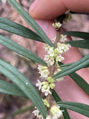 Pimelea axiflora axiflora
