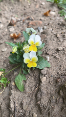 Viola arvensis