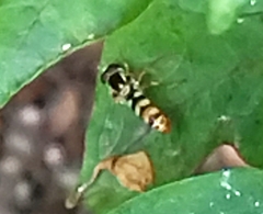 Ischiodon scutellaris