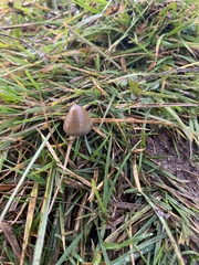 Psilocybe semilanceata