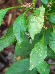 Ischiodon scutellaris