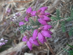 Erica ciliaris