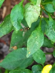 Ischiodon scutellaris