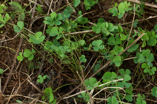 Marsilea minuta image