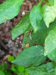 Ischiodon scutellaris