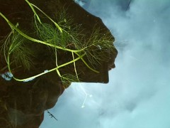 Helosciadium inundatum