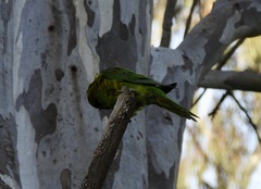 Trichoglossus chlorolepidotus