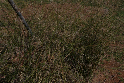 Image of Aristida caput by (c) Greg Tasney, some rights reserved (CC BY-SA)