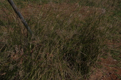 Aristida caput-medusae