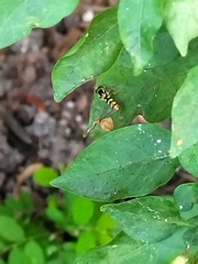 Ischiodon scutellaris