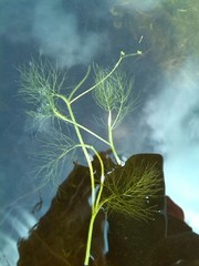 Helosciadium inundatum