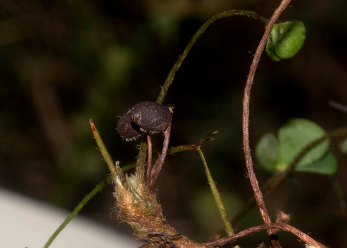 Marsilea minuta image