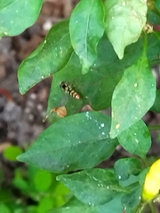 Ischiodon scutellaris