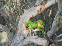 Trichoglossus chlorolepidotus