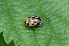Ceratomegilla notata
