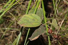 Grewia latifolia