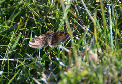 Euclidia glyphica