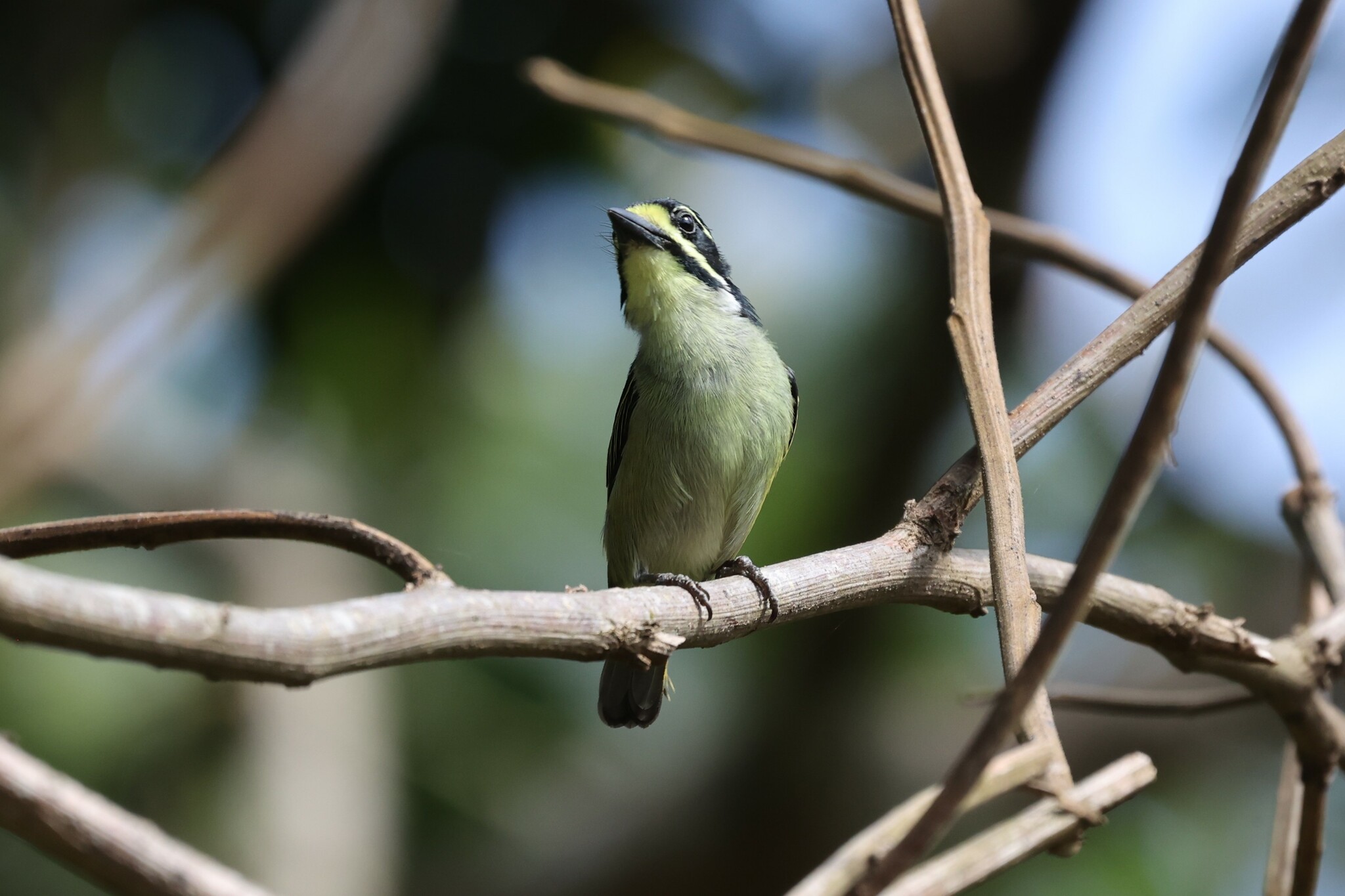 Yellow-throated Tinkerbird (Pogoniulus subsulphureus), photo 7