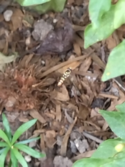 Ischiodon scutellaris