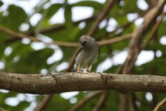 Camaroptera brachyura