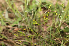Senecio quadridentatus