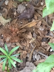 Ischiodon scutellaris