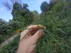 Bidens subalternans