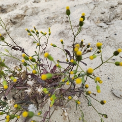 Senecio dubitabilis
