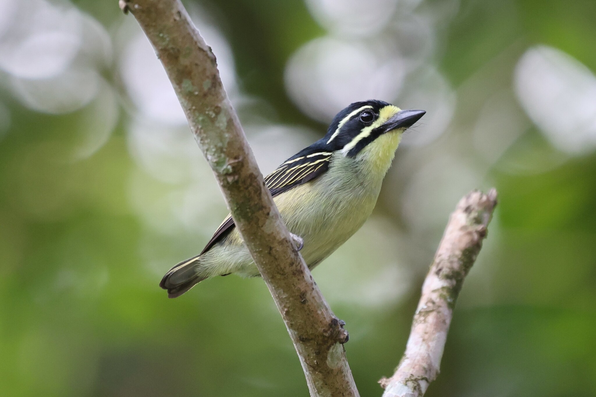 Yellow-throated Tinkerbird (Pogoniulus subsulphureus), photo 6