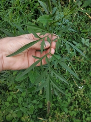 Bidens subalternans