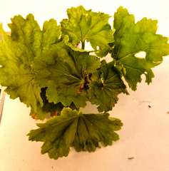 Pelargonium zonale