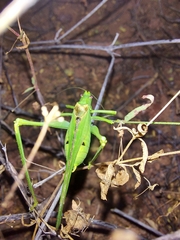 Insara elegans