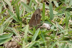 Satyrinae