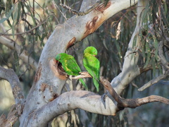 Trichoglossus chlorolepidotus