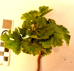 Pelargonium zonale