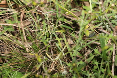 Senecio quadridentatus