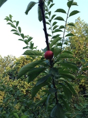Prunus triloba