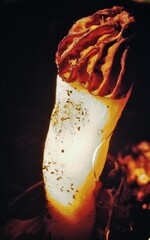 Morchella semilibera