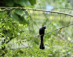 Crypsirina temia