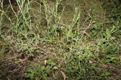 Senecio quadridentatus