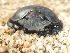 Scarabaeus sacer