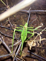 Insara elegans