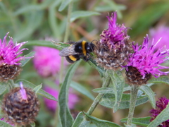 Bombus