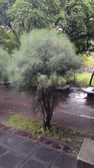 Casuarina equisetifolia