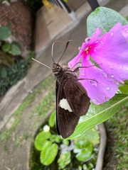 Notocrypta paralysos