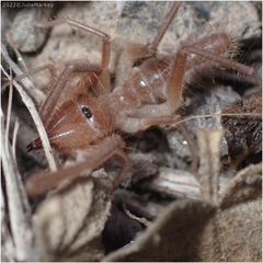 Eremobatidae