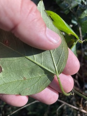 Passiflora herbertiana