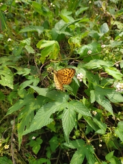 Argynnis laodice
