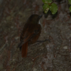 Pygarrhichas albogularis